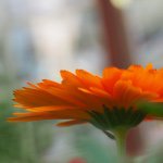 11334568_576224455851742_1832519578_a