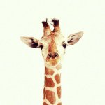 10706726_970126969669993_909640400_a