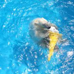 10537151_455006637975418_1416435478_a