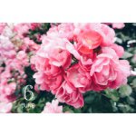 11357999_1593223734284602_1761970929_a