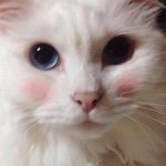 10748157_340348829499773_1962800462_a