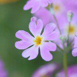 11055431_1590513944538086_2103372897_a