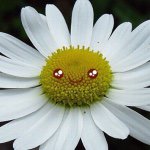 11232489_1599777473623429_2105310609_a