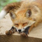 10724223_1504637703118116_28782663_a