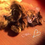 11296789_348466095362942_423504523_a