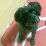 11008227_787523731330016_251125991_a