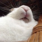 Profile_884000610_75sq_1388384089