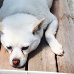 11355950_979182572134593_2074493192_a