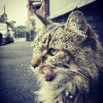 10413773_1481256405448702_916298163_a