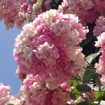 11378677_829315590493655_1793546647_a