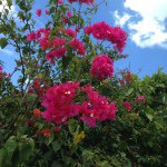 11117060_812991858782169_1841926014_a