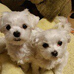 11240445_923631824326219_833855523_a