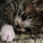 Profile_557128234_75sq_1379263708