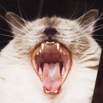 11372334_1583566411897460_337289205_a