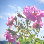 11428117_561779650626957_1040260403_a