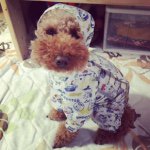 11330772_687489864715986_1335240589_a