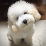 11250126_1631398163769843_75311562_a