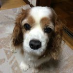 10747990_1547407835473606_1480695438_a