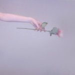 11376242_449043845273900_542723076_a