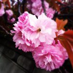 Profile_1796690_75sq_1356100085