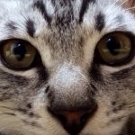 11018546_945534862146366_544006670_a