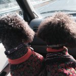 11282096_851860388185241_1804253659_a