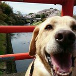 11094513_355583114630463_2011158034_a