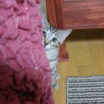 11084668_689751797814094_1142174303_a