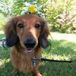 10684325_584430468328014_2132710454_a