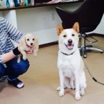 11272954_495553930598698_545898757_a