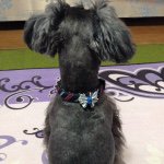 11049300_424235651085133_860816199_a