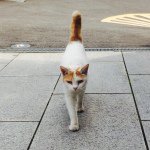 11236411_424502887710980_1834143066_a