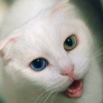 10735187_915142895165028_1496291653_a