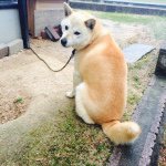 11325416_811506632251478_1246071302_a