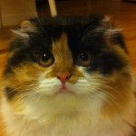 10838582_1592035271018262_835413346_a