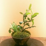 11374591_1471669803125248_14617130_a