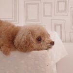 10986245_592061610895180_2131253536_a