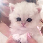 10684084_1570152343231414_831537487_a