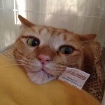 10522268_1439090789698090_1519973069_a