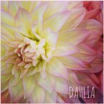 11117056_628424290622066_1113614473_a