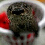 Profile_615875783_75sq_1396786177