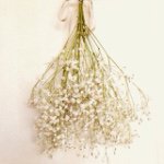 11111303_1639718642925302_780988462_a