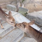 10903263_744843132296477_556072314_a