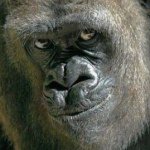 Profile_257961043_75sq_1370093758