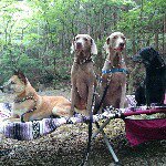 11373990_645928632208658_644476390_a