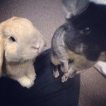 10848259_289012001308320_1004334139_a