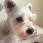 10517990_1446795772255158_669432143_a