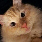 11032947_359297770938476_386781600_a