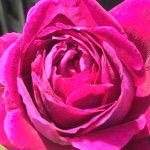 11378307_101541676855777_1546331292_a