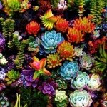 10401637_512605242173316_638487052_a